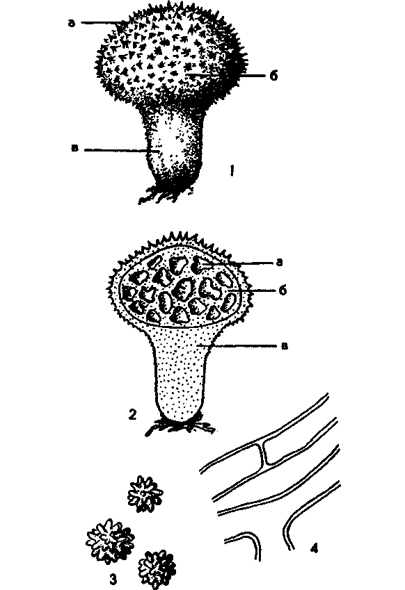 Строение плодового тела гастеромицетов:. Гастеромицеты грибы. Дождевик грушевидный строение. Плодовое тело дождевика. Организмы со спорами